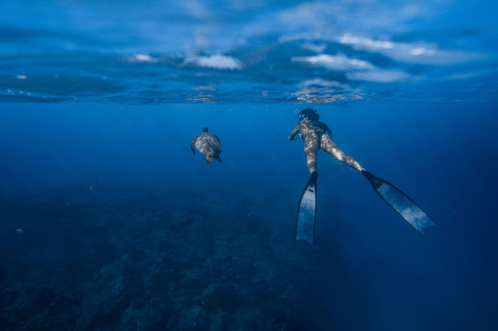 Caretta Caretta